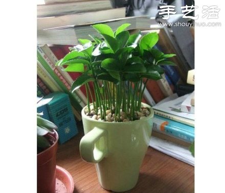 柚子核/桂圓核廢物利用 手工自制可愛小盆栽 -  rpnrmr.com