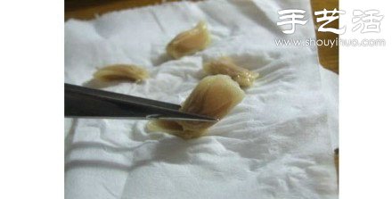 柚子核/桂圓核廢物利用 手工自制可愛小盆栽 -  rpnrmr.com