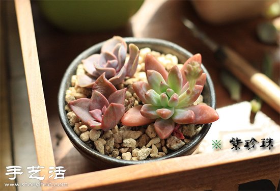 多肉植物為什么會變紅變色？ -  rpnrmr.com