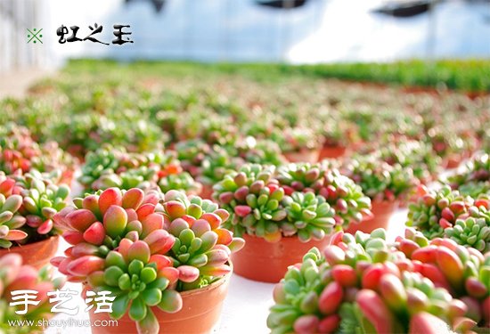 多肉植物為什么會變紅變色？ -  rpnrmr.com