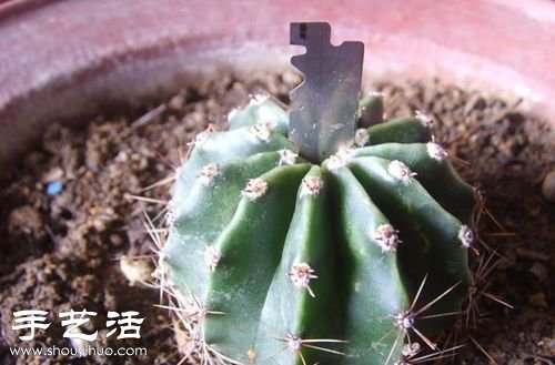 如何嫁接仙人球 仙人球嫁接步驟 -  rpnrmr.com