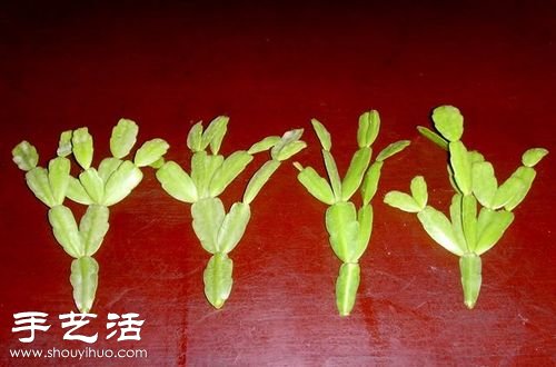 如何嫁接仙人球 仙人球嫁接步驟 -  rpnrmr.com