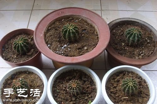 如何嫁接仙人球 仙人球嫁接步驟 -  rpnrmr.com