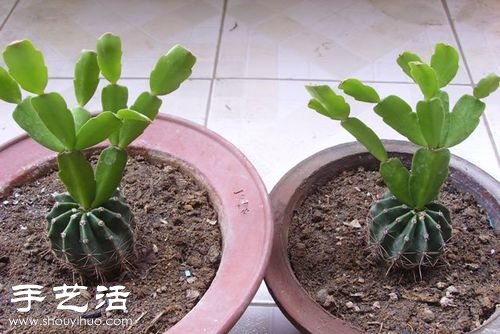 如何嫁接仙人球 仙人球嫁接步驟 -  rpnrmr.com