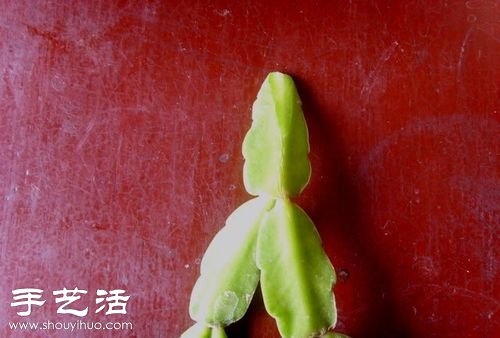 如何嫁接仙人球 仙人球嫁接步驟 -  rpnrmr.com