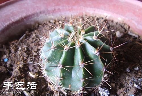 如何嫁接仙人球 仙人球嫁接步驟 -  rpnrmr.com