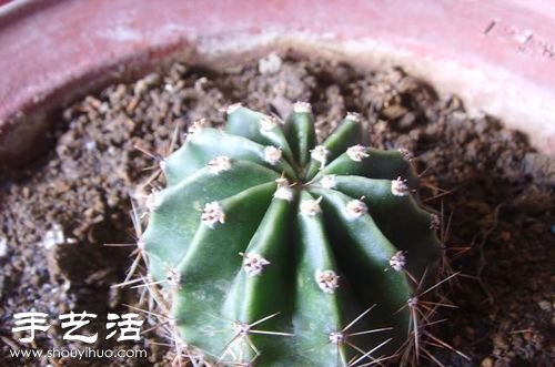 如何嫁接仙人球 仙人球嫁接步驟 -  rpnrmr.com