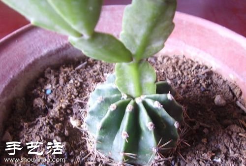 如何嫁接仙人球 仙人球嫁接步驟 -  rpnrmr.com
