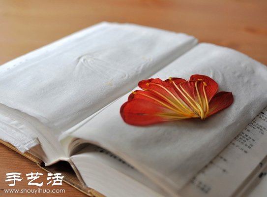押花藝術(shù)DIY“植物百科全書” -  rpnrmr.com