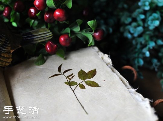 押花藝術(shù)DIY“植物百科全書” -  rpnrmr.com