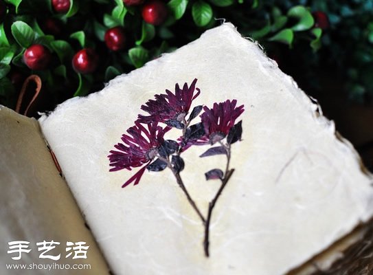 押花藝術(shù)DIY“植物百科全書” -  rpnrmr.com