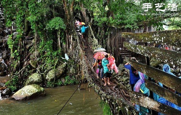 印尼趣聞：樹(shù)木根系構(gòu)建“活的橋梁” -  rpnrmr.com