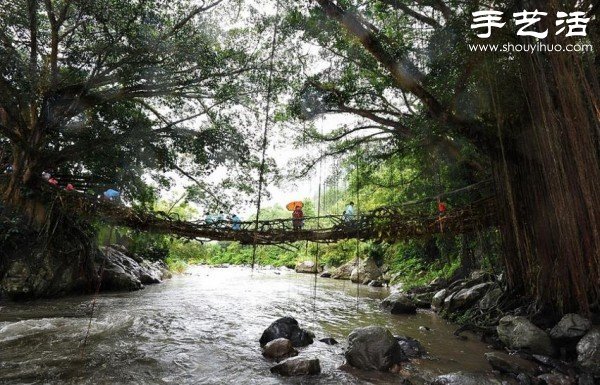 印尼趣聞：樹(shù)木根系構(gòu)建“活的橋梁” -  rpnrmr.com