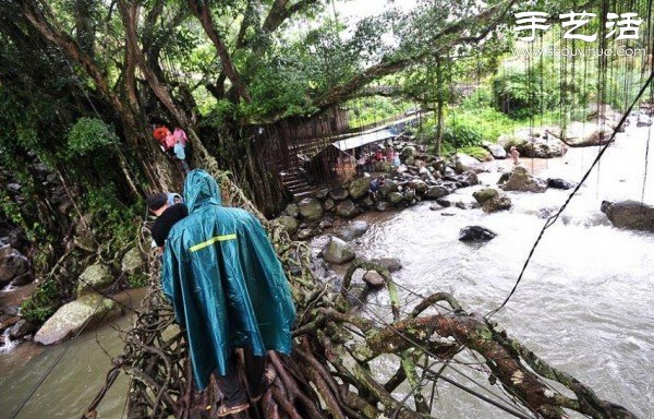 印尼趣聞：樹(shù)木根系構(gòu)建“活的橋梁” -  rpnrmr.com