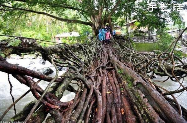 印尼趣聞：樹(shù)木根系構(gòu)建“活的橋梁” -  rpnrmr.com