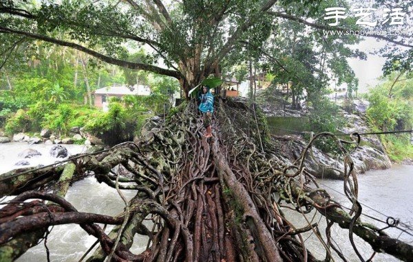 印尼趣聞：樹(shù)木根系構(gòu)建“活的橋梁” -  rpnrmr.com