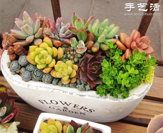 常見多肉植物DIY美麗多肉拼盤 -  rpnrmr.com