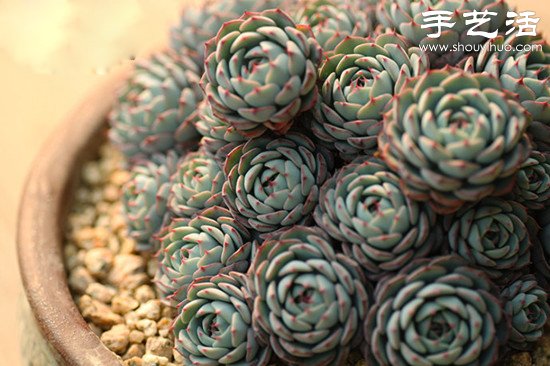 春天多肉植物養(yǎng)護(hù)小建議 -  rpnrmr.com