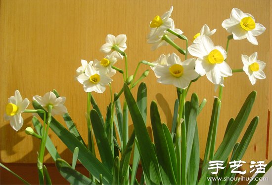 水仙花怎么養(yǎng) 水仙花的養(yǎng)殖方法 -  rpnrmr.com