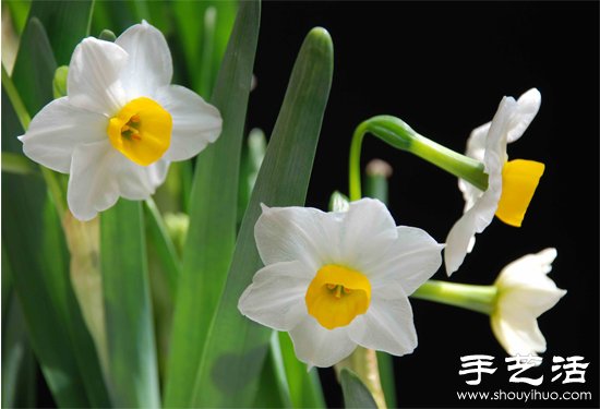水仙花怎么養(yǎng) 水仙花的養(yǎng)殖方法 -  rpnrmr.com