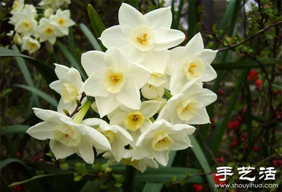 水仙花怎么養(yǎng) 水仙花的養(yǎng)殖方法 -  rpnrmr.com