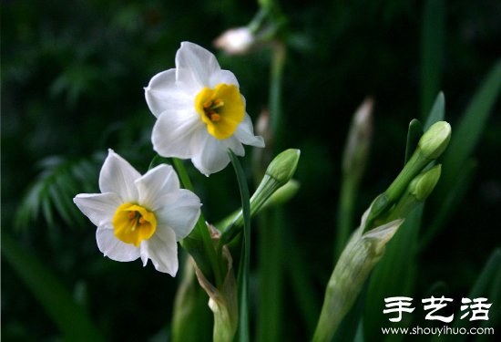 水仙花怎么養(yǎng) 水仙花的養(yǎng)殖方法 -  rpnrmr.com
