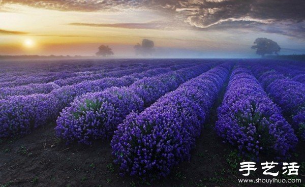 英國薩默塞特郡的薰衣草家庭農(nóng)場 -  rpnrmr.com
