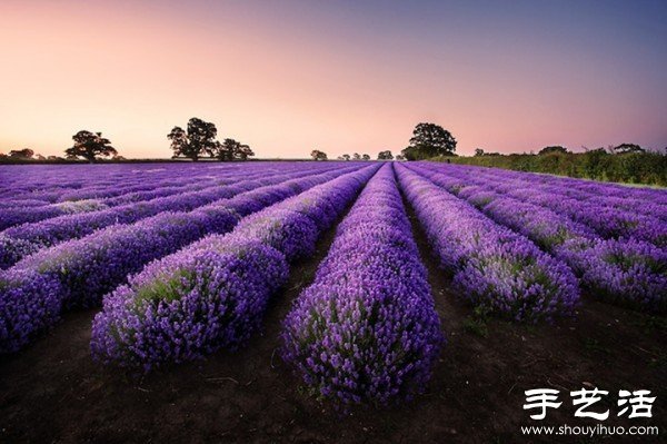 英國薩默塞特郡的薰衣草家庭農(nóng)場 -  rpnrmr.com