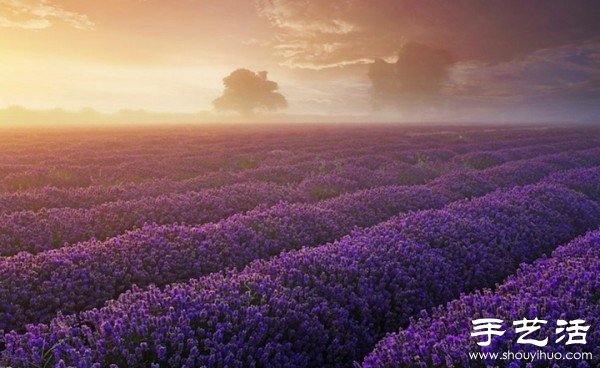 英國薩默塞特郡的薰衣草家庭農(nóng)場 -  rpnrmr.com