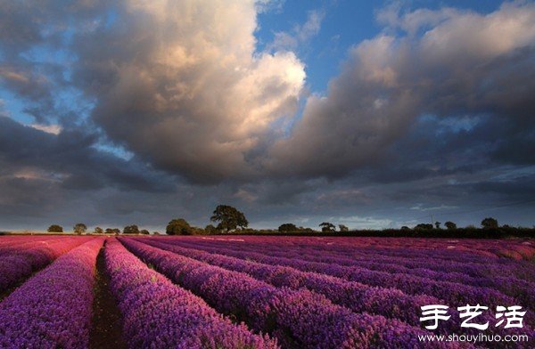 英國薩默塞特郡的薰衣草家庭農(nóng)場 -  rpnrmr.com