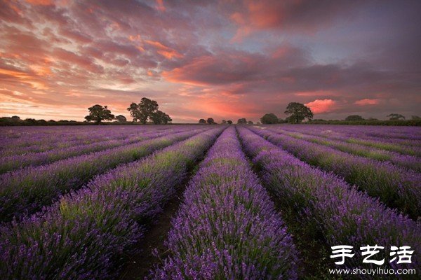 英國薩默塞特郡的薰衣草家庭農(nóng)場 -  rpnrmr.com