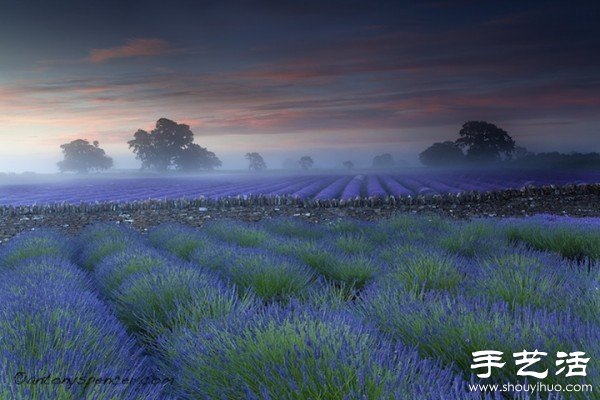 英國薩默塞特郡的薰衣草家庭農(nóng)場 -  rpnrmr.com