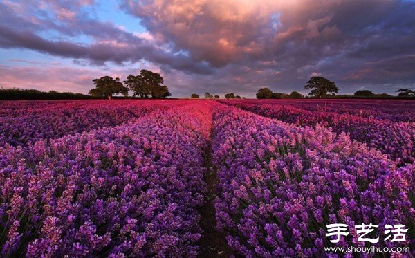 英國薩默塞特郡的薰衣草家庭農(nóng)場 -  rpnrmr.com