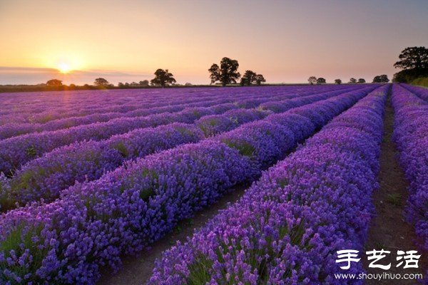 英國薩默塞特郡的薰衣草家庭農(nóng)場 -  rpnrmr.com