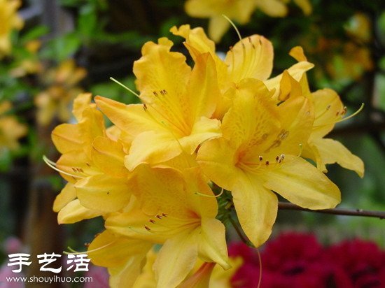杜鵑花怎么養(yǎng) 杜鵑花的養(yǎng)殖方法 -  rpnrmr.com