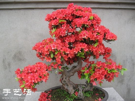 杜鵑花怎么養(yǎng) 杜鵑花的養(yǎng)殖方法 -  rpnrmr.com