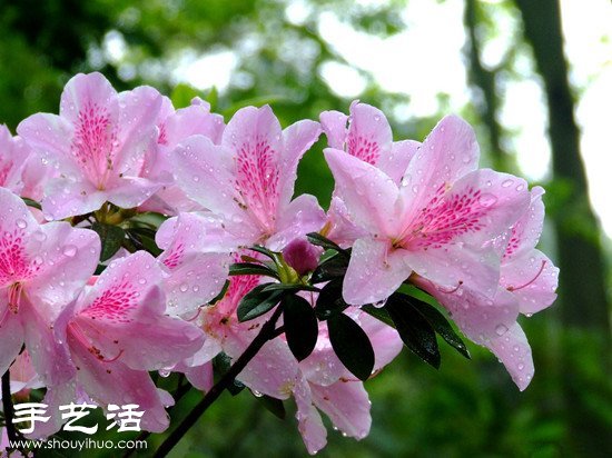 杜鵑花怎么養(yǎng) 杜鵑花的養(yǎng)殖方法 -  rpnrmr.com