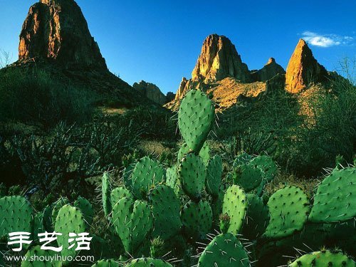 仙人掌開(kāi)花的養(yǎng)殖建議 -  rpnrmr.com