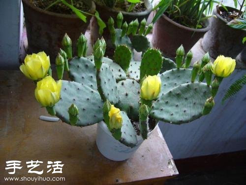 仙人掌開(kāi)花的養(yǎng)殖建議 -  rpnrmr.com
