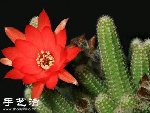 仙人掌開(kāi)花的養(yǎng)殖建議 -  rpnrmr.com
