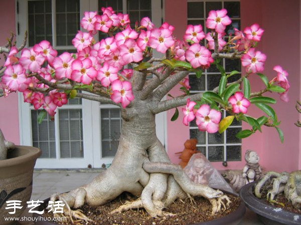 沙漠玫瑰的養(yǎng)法 家庭如何養(yǎng)護(hù)沙漠玫瑰 -  rpnrmr.com