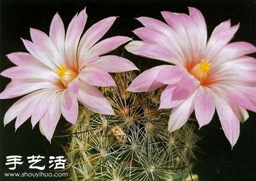 美輪美奐仙人掌花 -  rpnrmr.com
