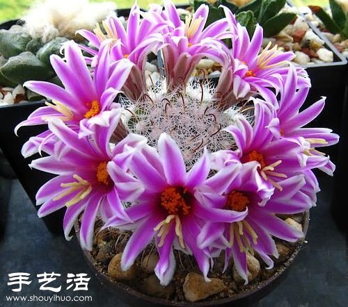 美輪美奐仙人掌花 -  rpnrmr.com