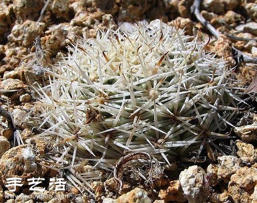 美輪美奐仙人掌花 -  rpnrmr.com