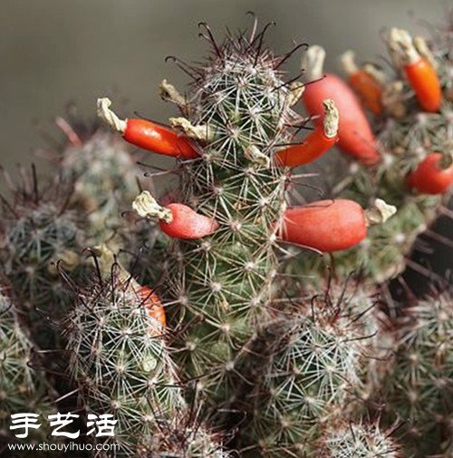 美輪美奐仙人掌花 -  rpnrmr.com
