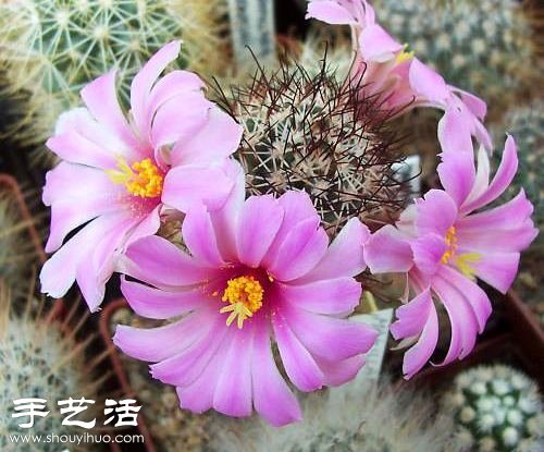 美輪美奐仙人掌花 -  rpnrmr.com
