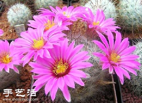 美輪美奐仙人掌花 -  rpnrmr.com