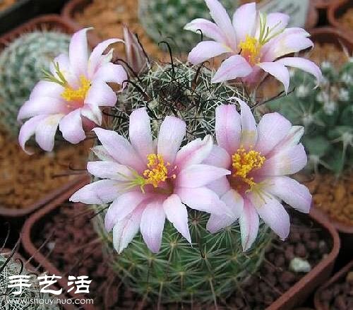 美輪美奐仙人掌花 -  rpnrmr.com