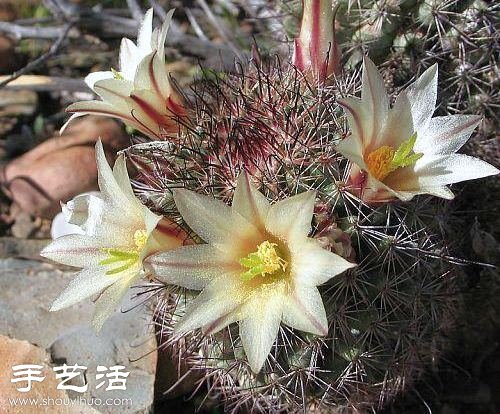 美輪美奐仙人掌花 -  rpnrmr.com