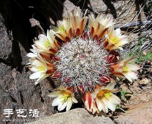 美輪美奐仙人掌花 -  rpnrmr.com